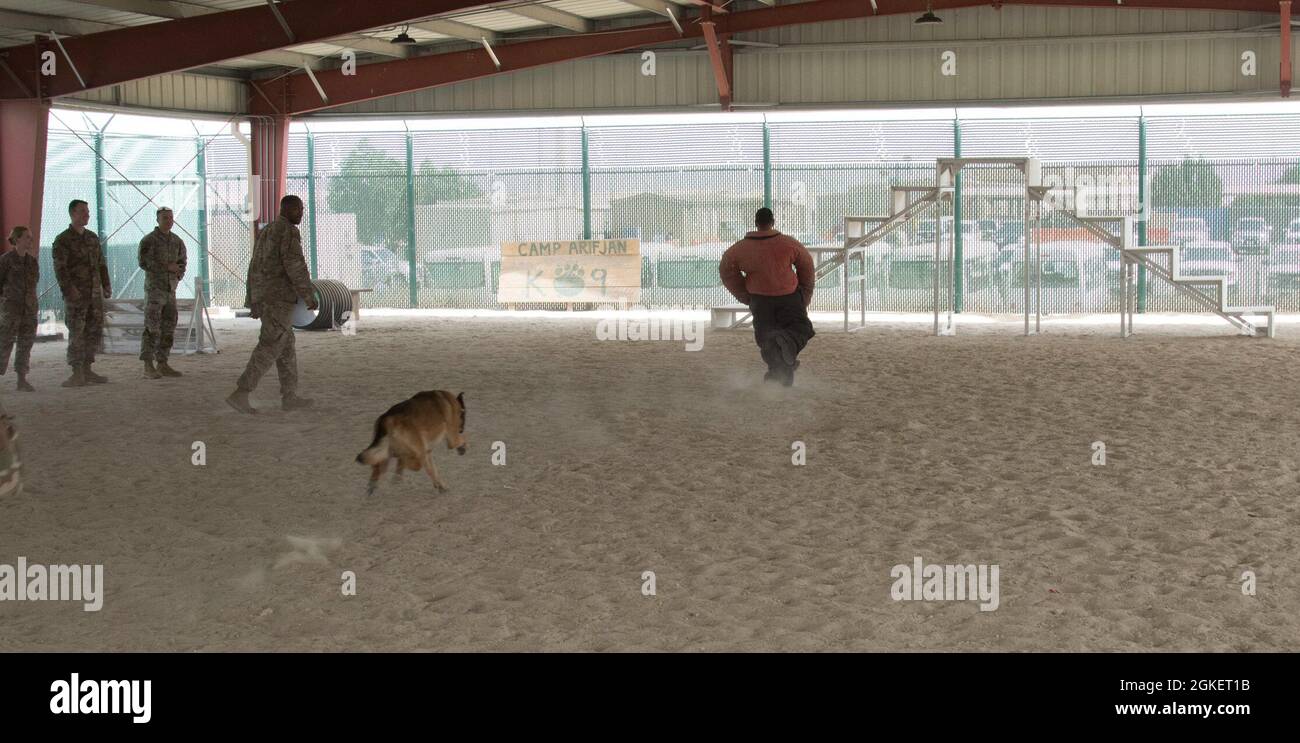 Sgt. Heriberto Hernandez, der nicht in Auftrag gegebene Offizier der G-35 für zukünftige Operationen, der bei der Task Force Spartan verantwortlich ist, flieht während einer Demonstration der Fähigkeiten des Arbeitshundes am 1. April 2021 im Camp Arifjan, Kuwait, von einem Arbeitshund von der Area Support Group-Kuwait, der K-9-Einheit, fort. „die Demonstrationen sind eher ein erzieherischer Zweck für hochrangige Führer, um sie über die Fähigkeiten und Grenzen dieser militärischen Arbeitshunde zu informieren“, sagte Staff Sgt. Curran Pendley, die Pläne und Operationen nicht beauftragt Offizier für ASG-Kuwait K-9. „alles, was wir mit diesen Hunden machen, ist Training. Wir sind nicht gerecht Stockfoto