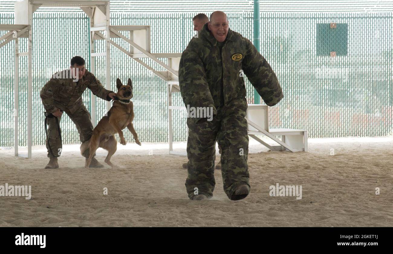 Col. David Burger, die G-3 der Task Force Spartan, läuft während einer Demonstration zur Leistungsfähigkeit des Arbeitshundes am 1. April 2021 im Camp Arifjan, Kuwait, von einem Arbeitshund der K-9-Einheit der Area Support Group-Kuwait weg. „die Demonstrationen sind eher ein erzieherischer Zweck für hochrangige Führer, um sie über die Fähigkeiten und Grenzen dieser militärischen Arbeitshunde zu informieren“, sagte Staff Sgt. Curran Pendley, die Pläne und Operationen nicht beauftragt Offizier für ASG-Kuwait K-9. „alles, was wir mit diesen Hunden machen, ist Training. Wir sind nicht nur hier, um diese Hunde als Haustiere zu haben.“ Stockfoto