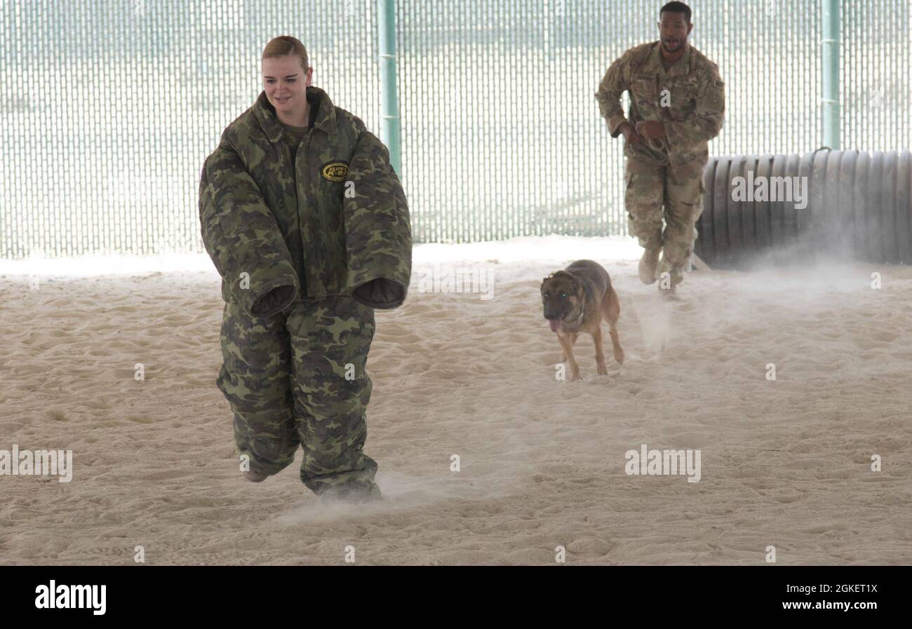 Spc. Sage Tirey, Verwaltungsangestellter der Headquarters and Support Company, 36. Infanterie-Division, Task Force Spartan, läuft während einer Demonstration der Fähigkeiten von Arbeitshunden im Camp Arifjan, Kuwait, am 1. April 2021, mit einem bissfesten Anzug für die K-9-Einheit, Area Support Group-Kuwait, vor einem Arbeitshund weg. „die Demonstrationen sind eher ein erzieherischer Zweck für hochrangige Führer, um sie über die Fähigkeiten und Grenzen dieser militärischen Arbeitshunde zu informieren“, sagte Staff Sgt. Curran Pendley, die Pläne und Operationen nicht beauftragt Offizier für ASG-Kuwait K-9. „alles, was wir tun w Stockfoto