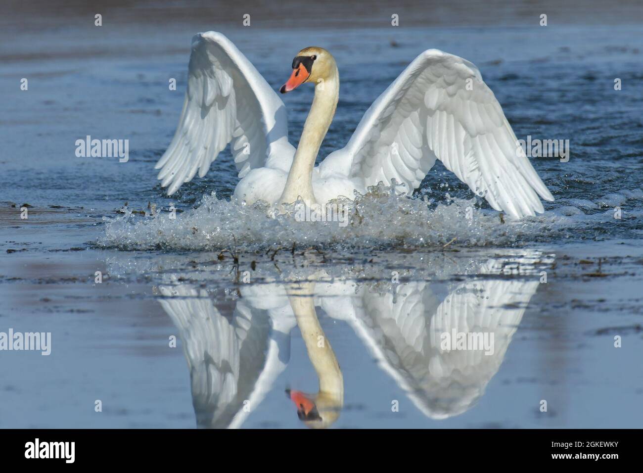 Ein Schwan breitet seine Flügel aus 1. April 2021 auf dem Ausbildungsgebiet Grafenwoehr (GTA), Grafenwoehr, Deutschland. Das 7. Armeeausbildungskommando arbeitet mit dem Bundesforst zusammen, um die Umwelt in GTA zu schützen und zu erhalten. GTA ist ein wichtiges Natura 2000-Gebiet in Bayern und beheimatet Hunderte von Pflanzen- und Tierarten. Stockfoto