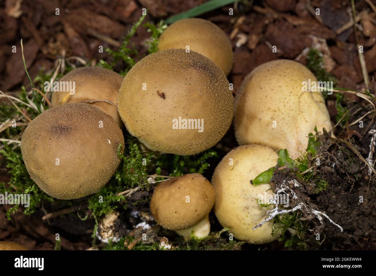 Birnenförmiger Kugelkopf (Lycoperdon pyriforme), Fruchtkörper Stockfoto