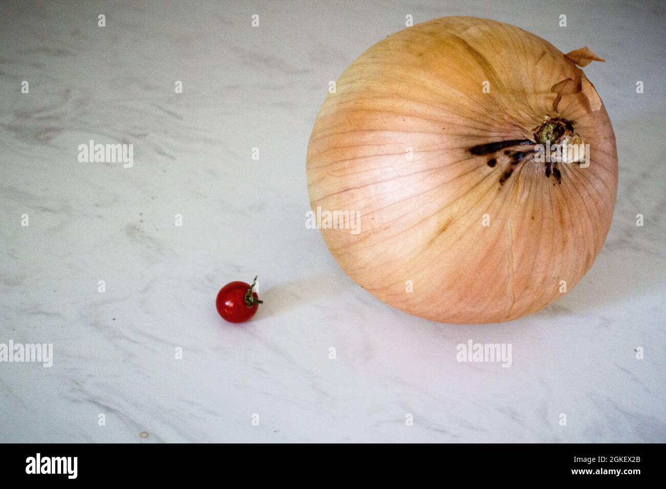 Riesige Zwiebel oder kleine Tomate. Relative Größen oder Gartenprodukte. Extra groß und extra klein. Stockfoto