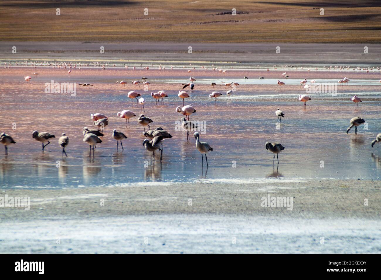 Flamingos in rot gefärbten Laguna Colorada See in Bolivien Stockfoto