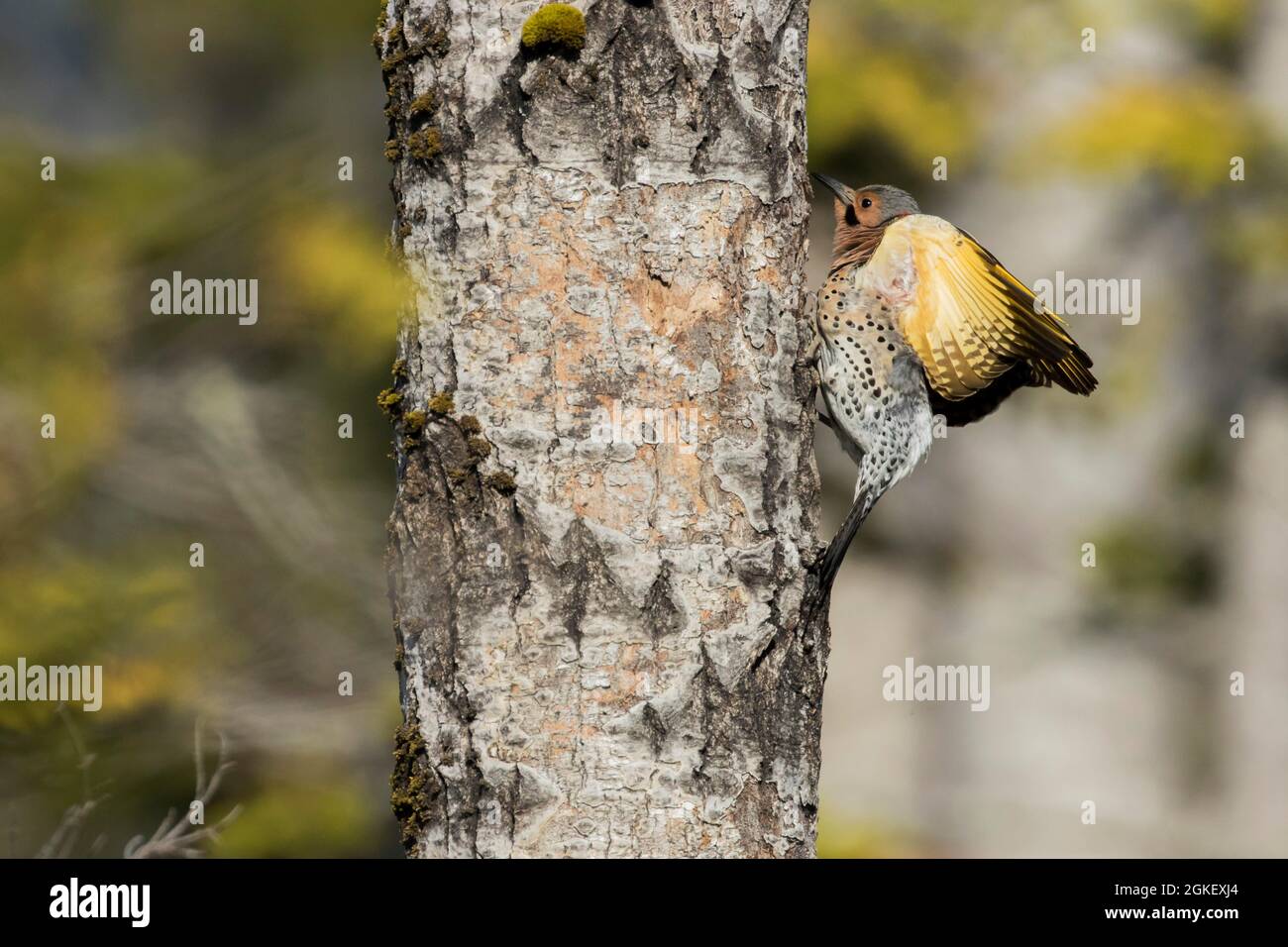 Nördliches Flimmern am Nesteingang (Colaptes auratus), Forillon-Nationalpark, Quebec, Kanada Stockfoto