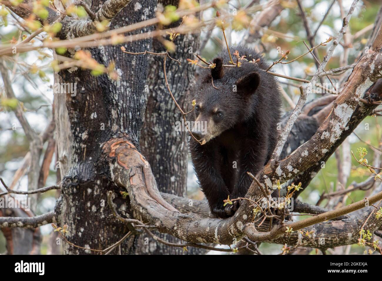 Amerikanischer Schwarzbär, Schwarzbär, Bären, Raubtiere, Säugetiere, Tiere, American Black Bear Junge auf Ahornbaum, Cub Watching Ahead (Ursus americanus) Stockfoto