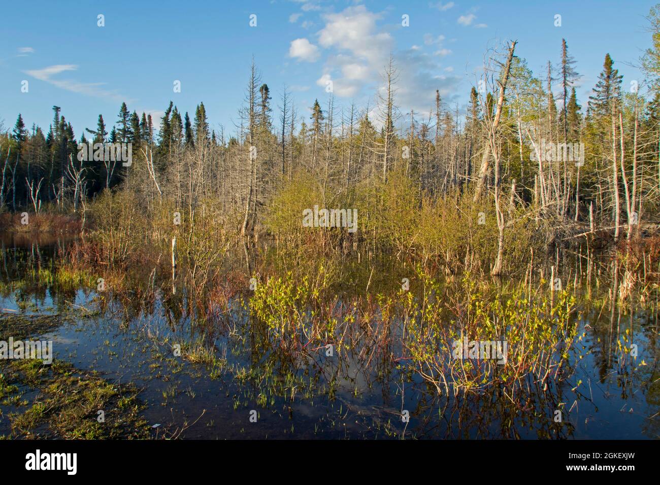 Überschwemmter Wald, Umweltveränderungen durch Biber, Forillon-Nationalpark, Quebec, Kanada Stockfoto