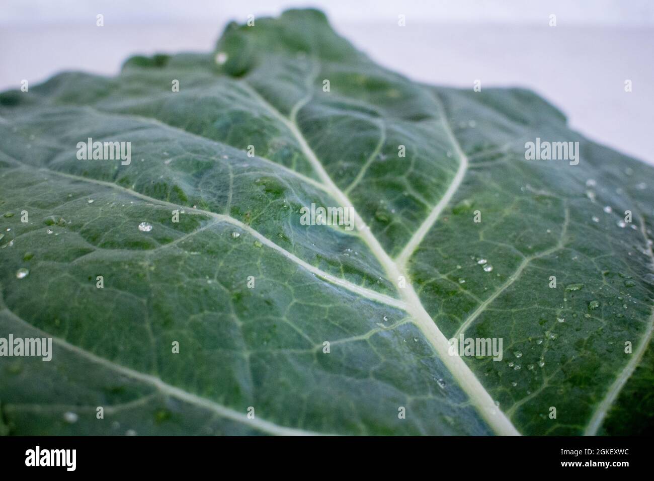 Wassertropfen, die auf einem großen Blatt aus Lacinato-Grünkohl mit großen zentralen Rippen und transversalen Adern von der Kamera abfließen. Stockfoto