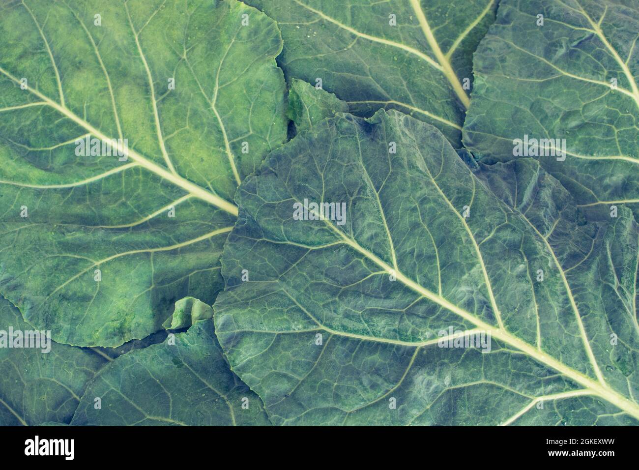 Blick hinunter auf einen Haufen verstreuter grüner Lacinato-Grünkohl / Cavolo nero Stockfoto