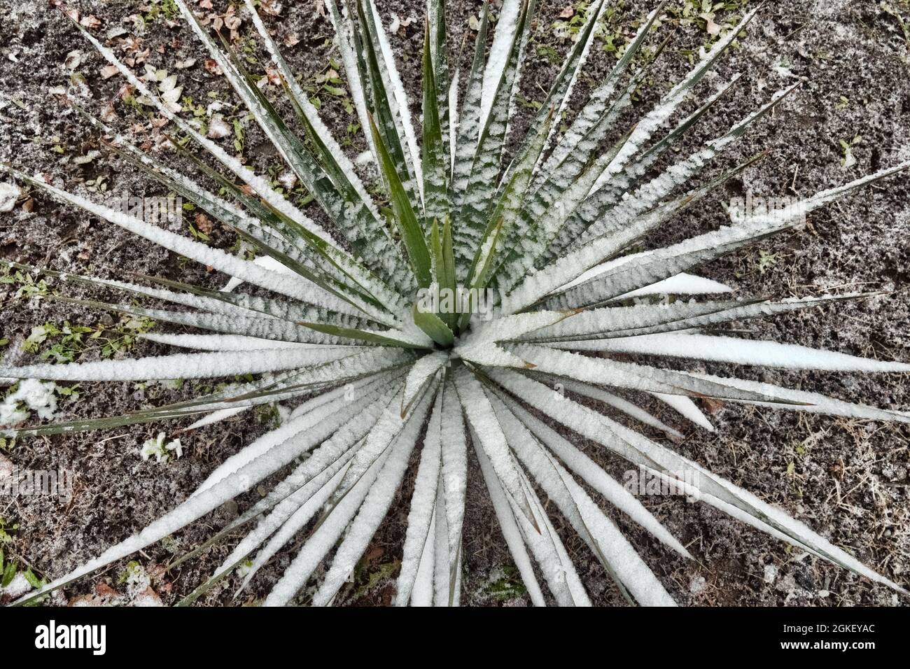 sisal-hanf-agave-sisalana-fotos-und-bildmaterial-in-hoher-aufl-sung