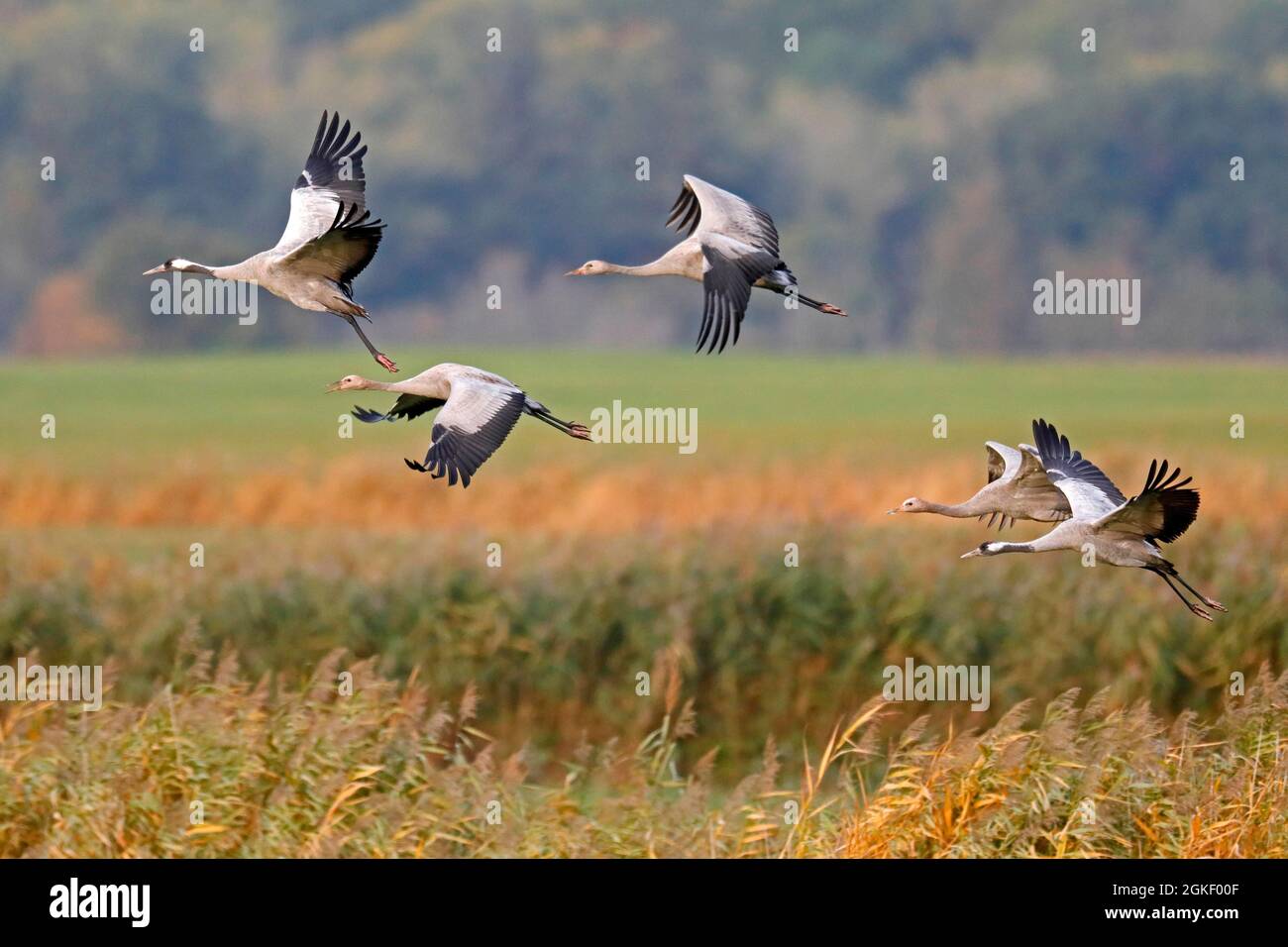 Kraniche (Grus grus), Tierwelt, Nationalpark Vorpommersche Boddenlandschaft, Mecklenburg-Vorpommern, Deutschland Stockfoto