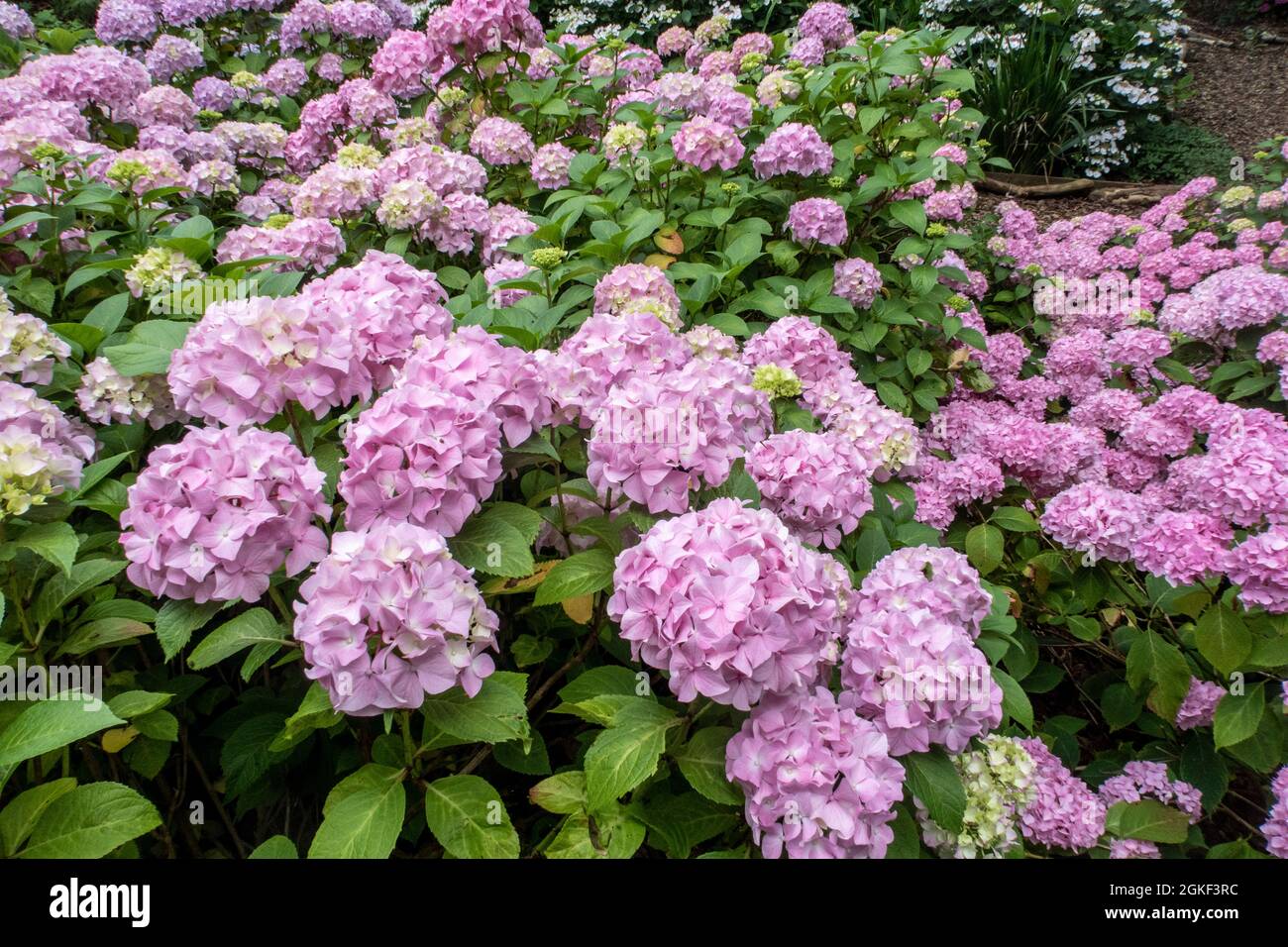 MOPHEAD Hortensia Generale Vicomtesse de Vibraye in einem Waldgarten Einstellung, Devon, Großbritannien. Stockfoto