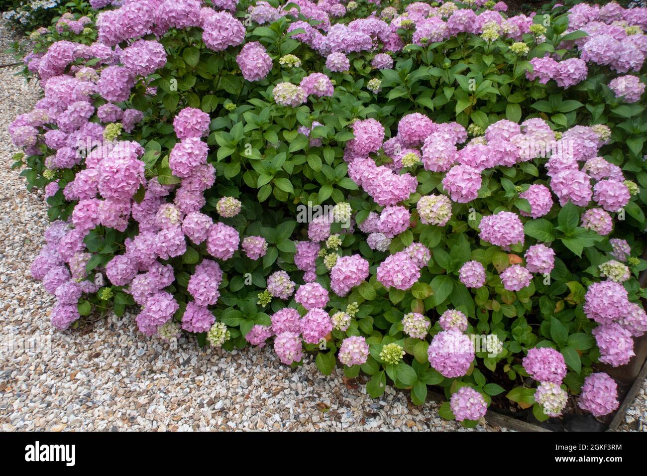 MOPHEAD Hortensia Generale Vicomtesse de Vibraye in einem Waldgarten Einstellung, Devon, Großbritannien. Stockfoto