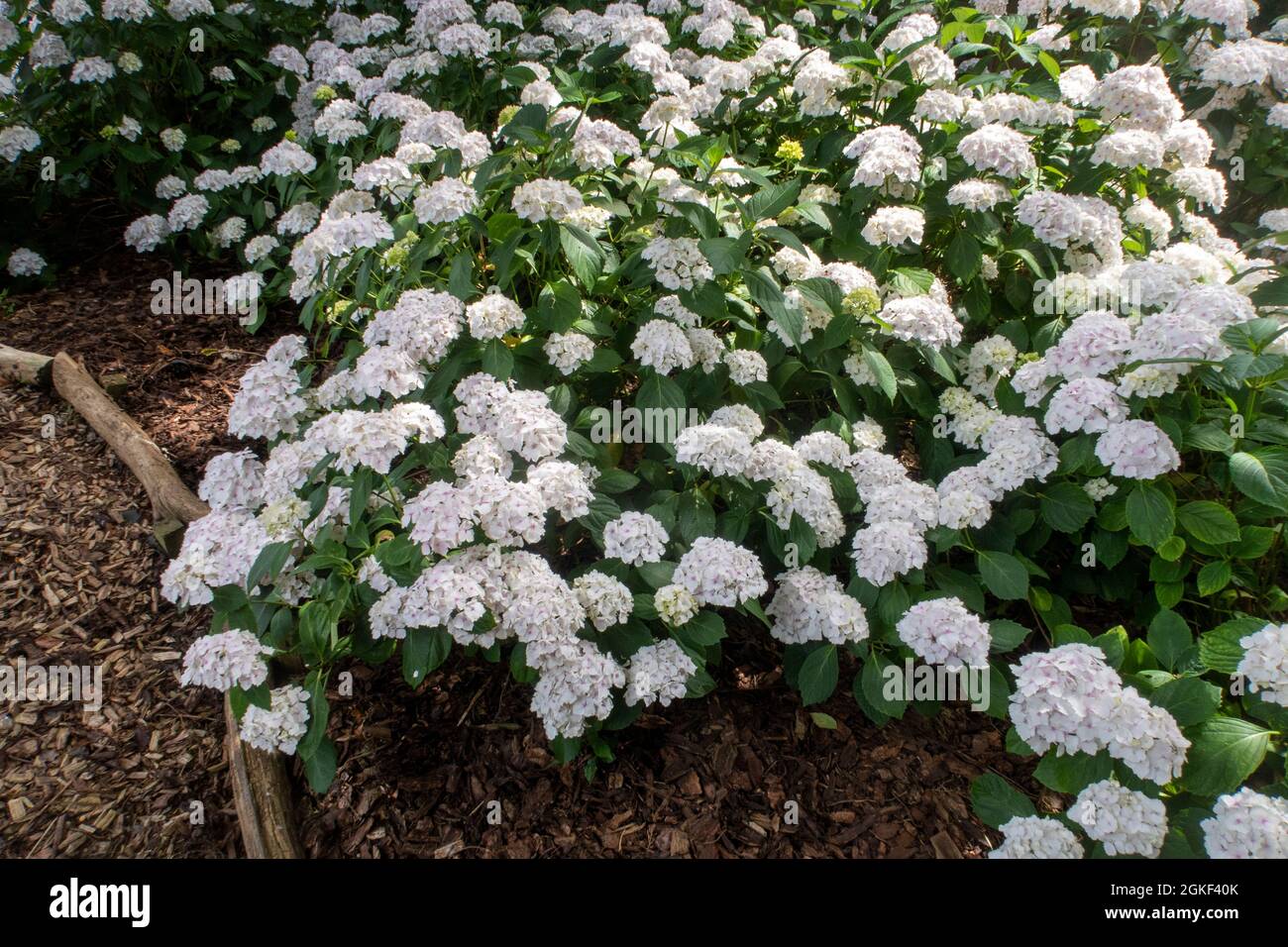 White Hydrangea macrophylla, MOPHEAD Madame Emile Mouillere gepflanzt en Masse in einem Waldgarten Einstellung, Devon, Großbritannien Stockfoto