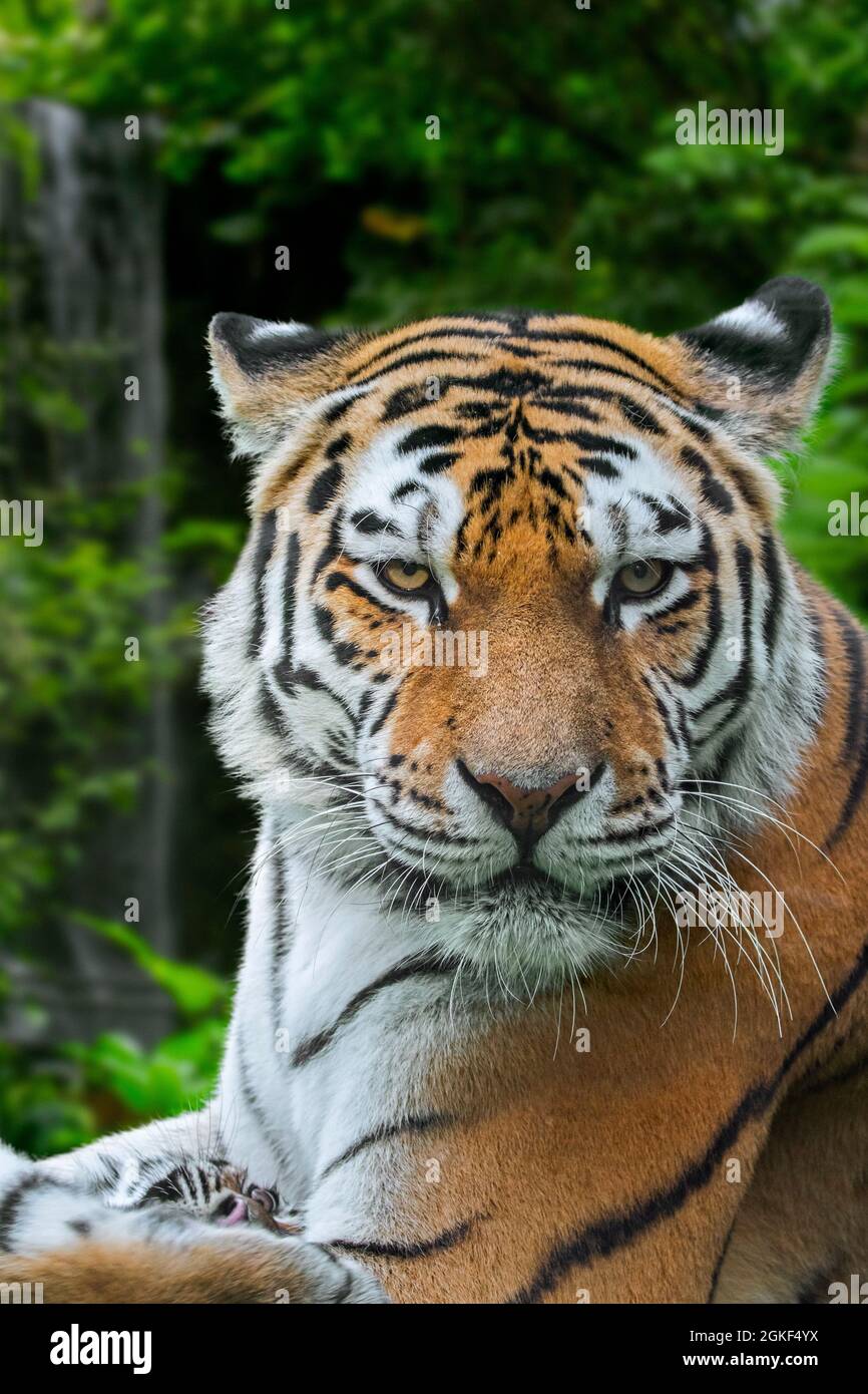 Sibirischer Tiger (Panthera tigris altaica) Nahaufnahme mit Jungen Stockfoto