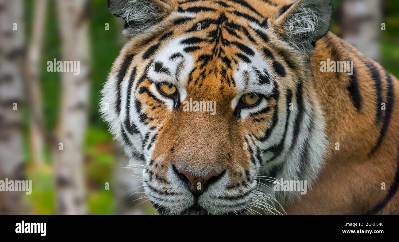 Sibirischer Tiger (Panthera tigris altaica) Nahaufnahme im Birkenwald Stockfoto