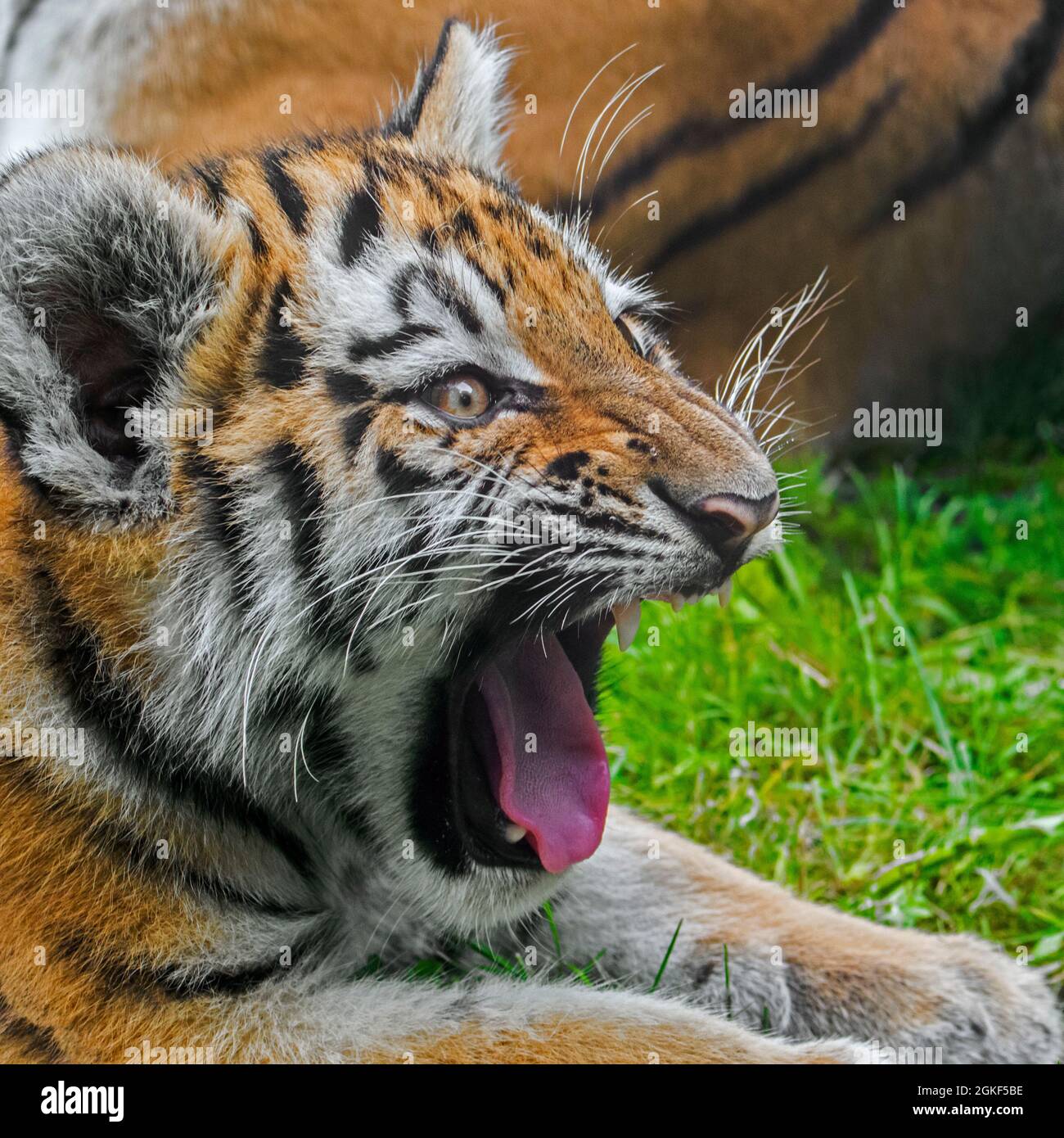Sibirischer Tiger (Panthera tigris altaica) knurrender Junge mit Reißzähne im offenen Mund Stockfoto