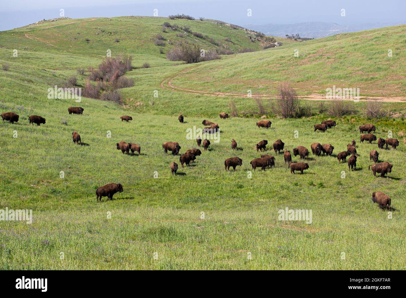 Eine große Bisonherde durchstreift am 6. April 2021 Marine Corps Installationen West, Marine Corps Base Camp Pendleton. Camp Pendleton erhielt von 1973 bis 1979 14 Plains Bison aus dem San Diego Zoo. Heute besteht die Bisons-Herde aus etwa 90 Individuen. Zusammen mit einer anderen Herde auf Santa Catalina Island ist die Herde auf Camp Pendleton eine von nur zwei Wildschutzherden von Bisons in ganz Kalifornien. Stockfoto