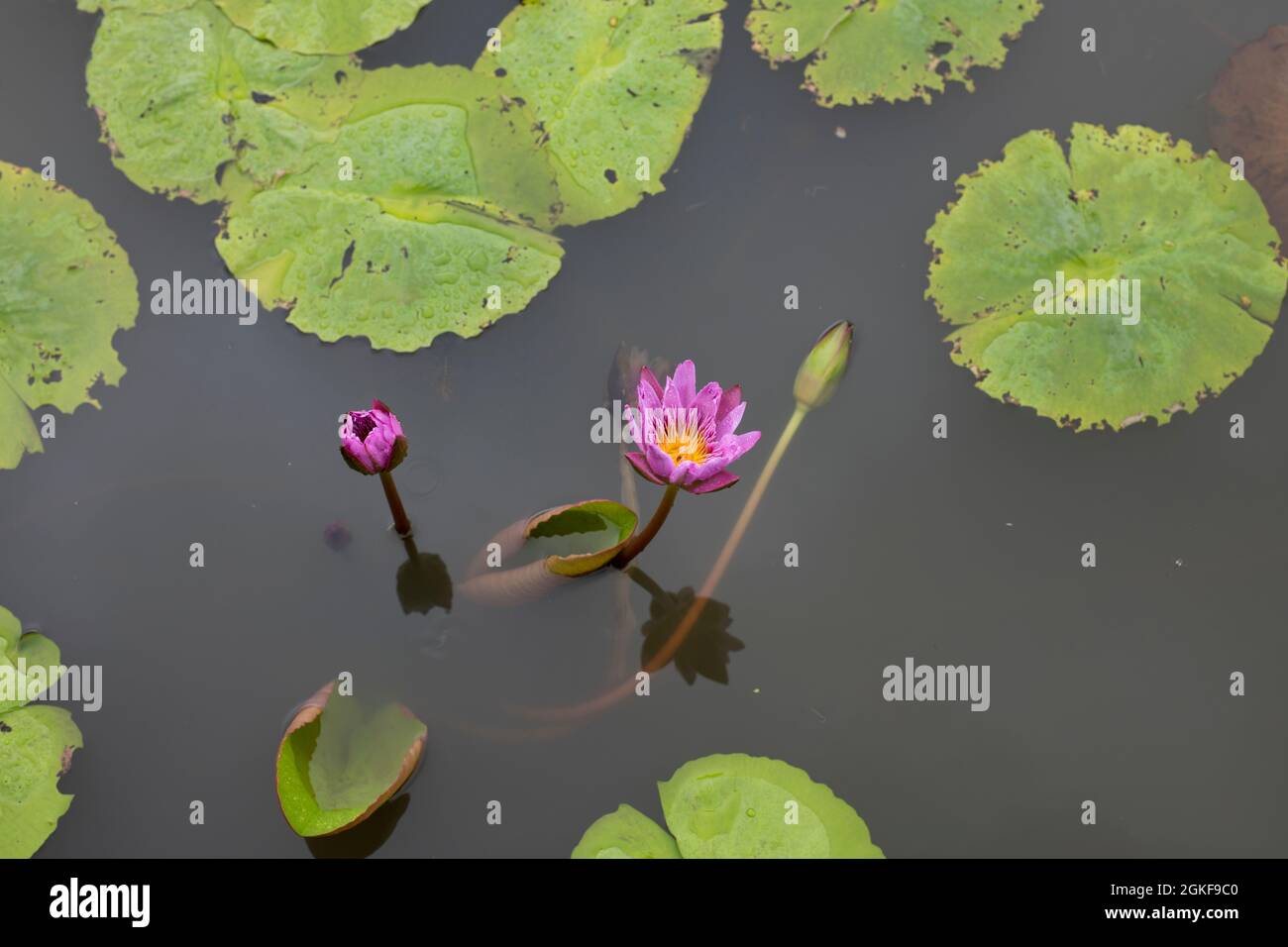Draufsicht auf den violetten Pick Lotus und die Knospe in einem Teich Stockfoto