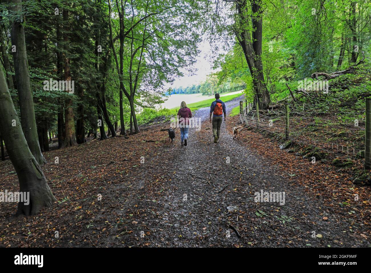 Zwei Personen, ein Paar, ein Mann und eine Frau, gehen mit ihren Hunden im River Wye Valley, Forest of Dean, Gloucestershire, England, Großbritannien Stockfoto