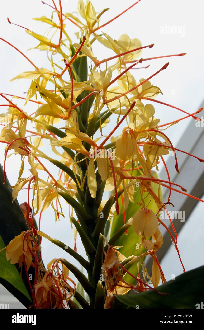 Nahaufnahme der Kaheli Ginger Lily blühenden Pflanze Stockfotografie - Alamy