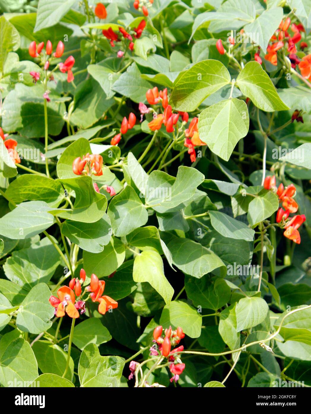 Cluster von leuchtend roten Blüten wachsen auf Scarlet Emperor (Phaseolus coccineus) Läufer Bohnenpflanzen Stockfoto