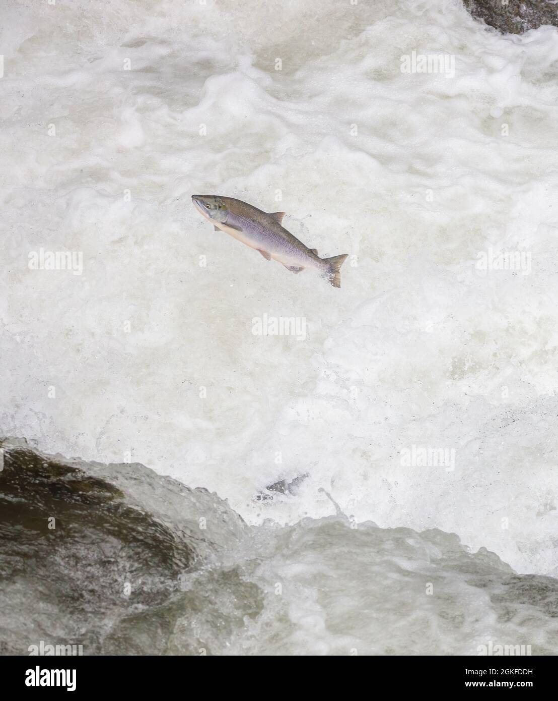 Ein Alaskan Lachs springt, während er stromaufwärts schwimmt Stockfoto