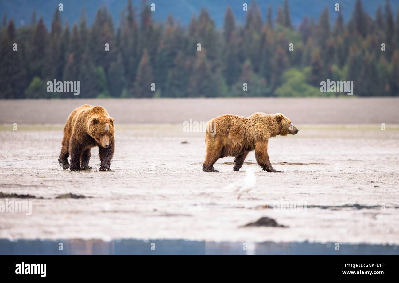 Zwei männliche Coastal Brown Bear, die durch die Mud Flats wandern Stockfoto