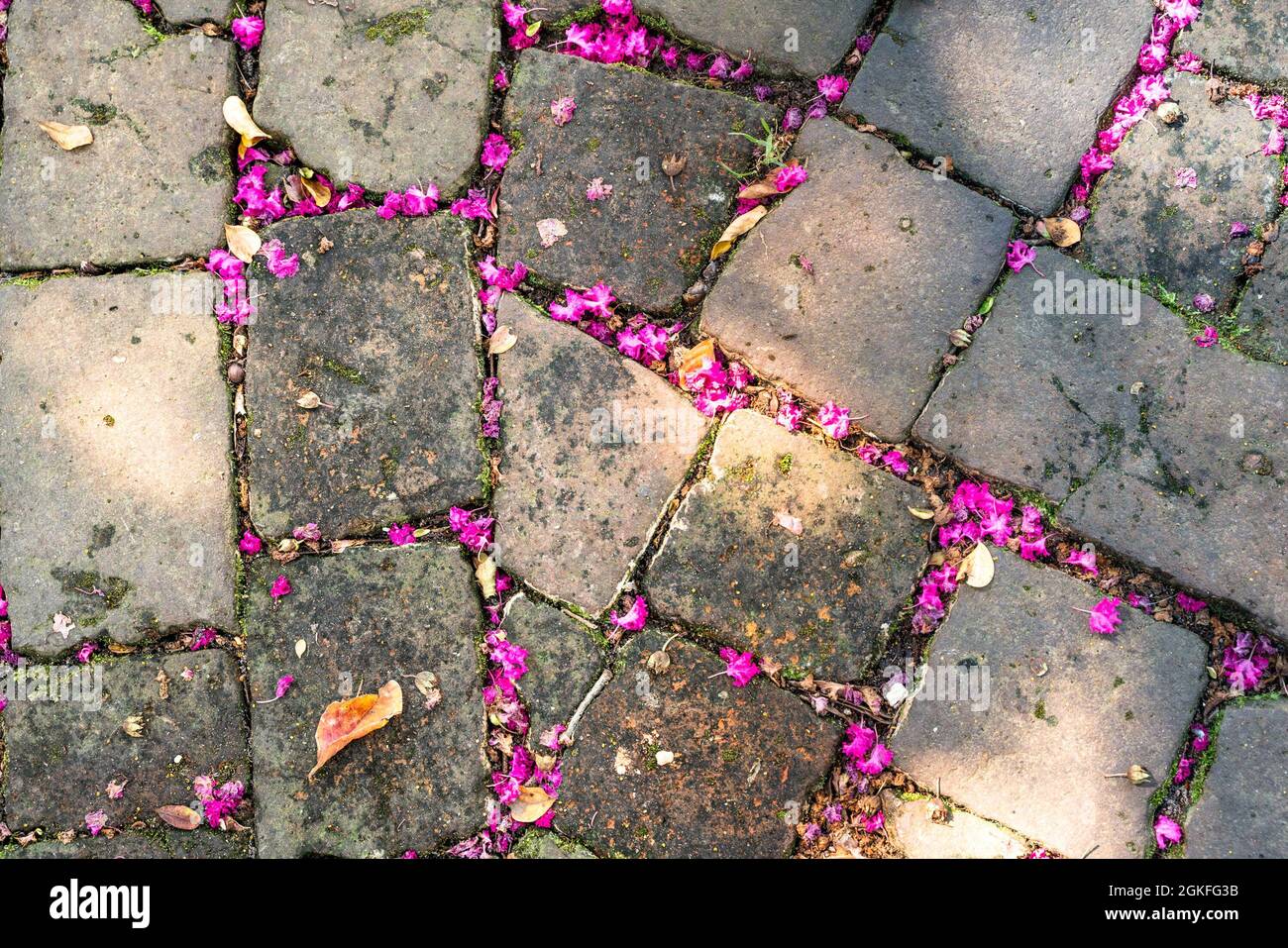 Alte Pflastersteine auf dem Boden mit rosa Blütenblättern Stockfoto