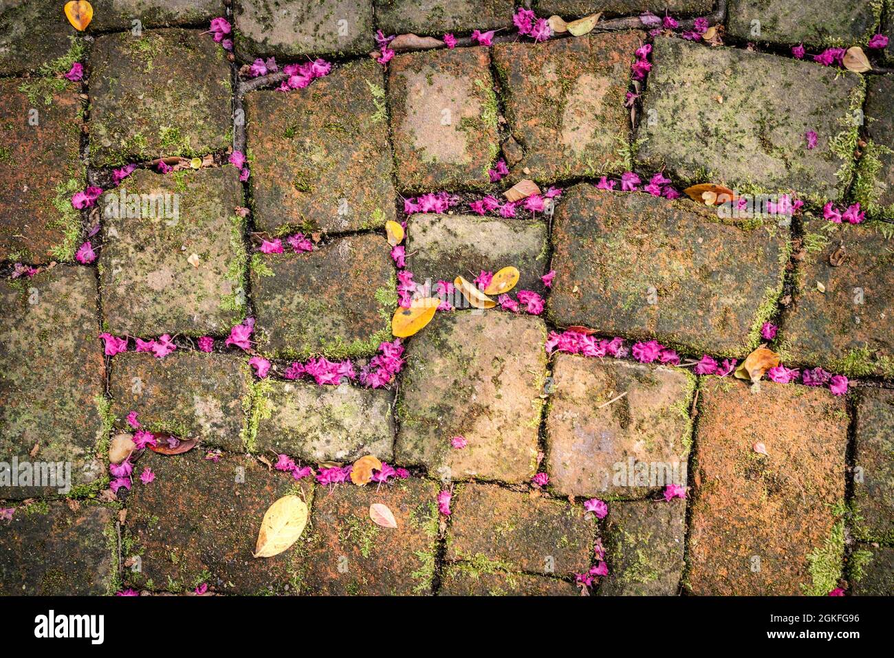 Alte Pflastersteine auf dem Boden mit rosa Blütenblättern Stockfoto
