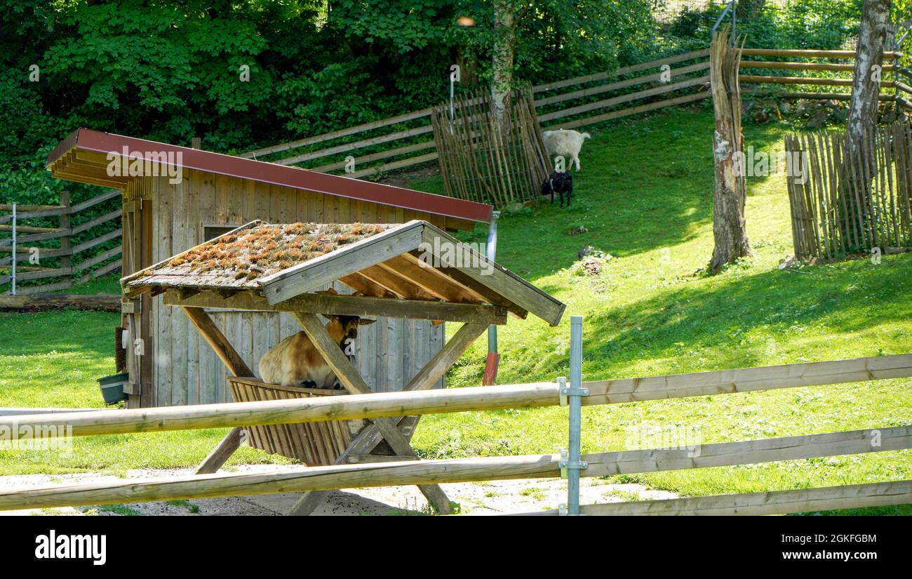 Ziege unter Deckung in einem Bauernhof Stockfoto