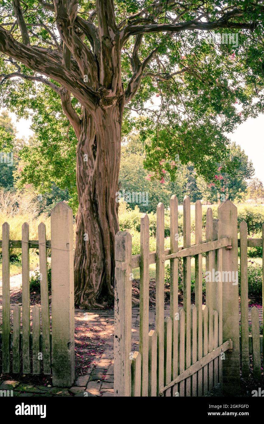 Gartenszene im Freien mit Tor auf weißem Pfostenzaun, der im Sommer zu Baum und Garten führt Stockfoto
