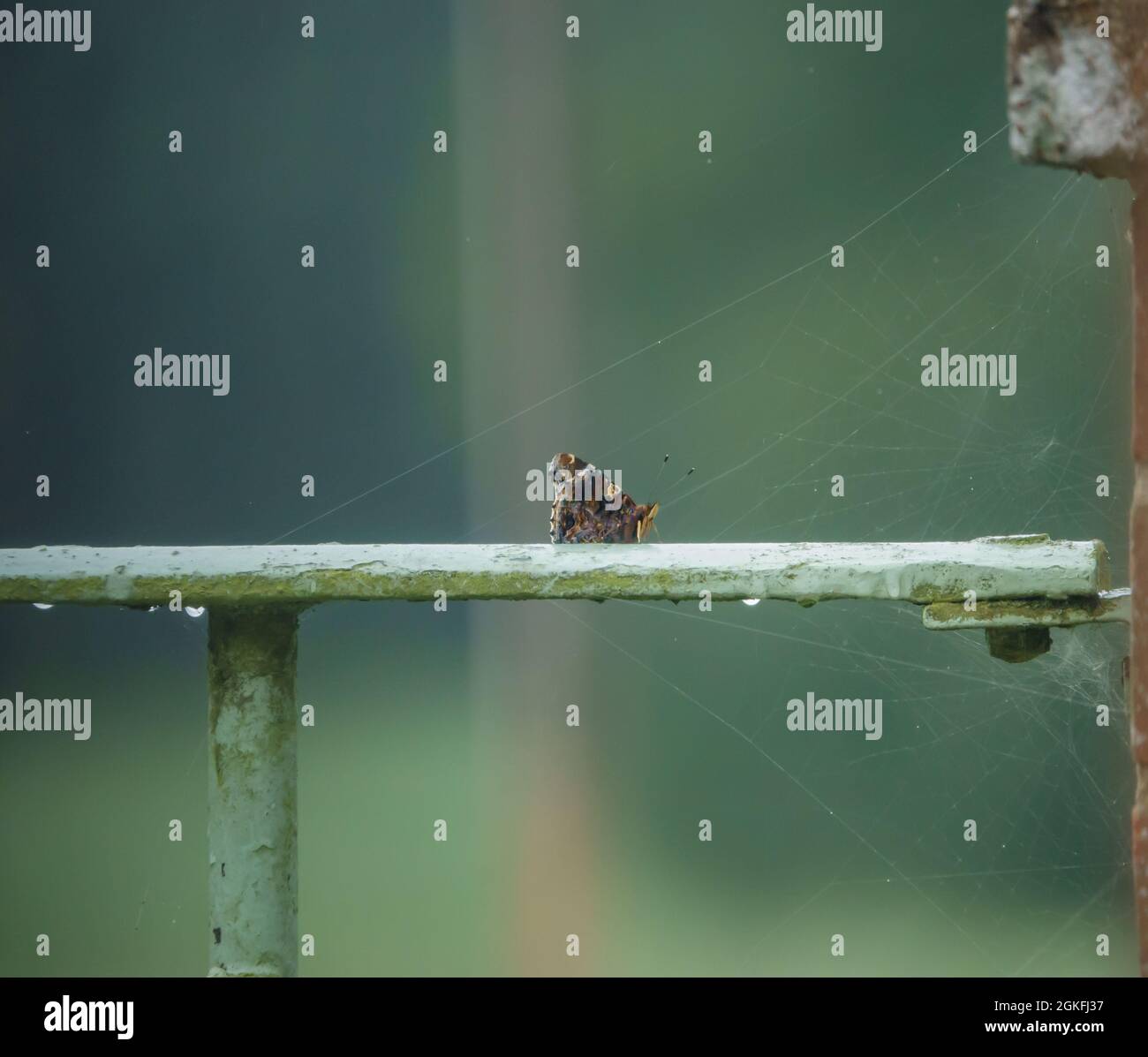 Ein ausgestanzter und abgenutzter Schmetterling des Roten Admirals (Vanessa atalanta) ruht auf einem Metallzaun neben einem Spinnennetz, Wilts UK Stockfoto