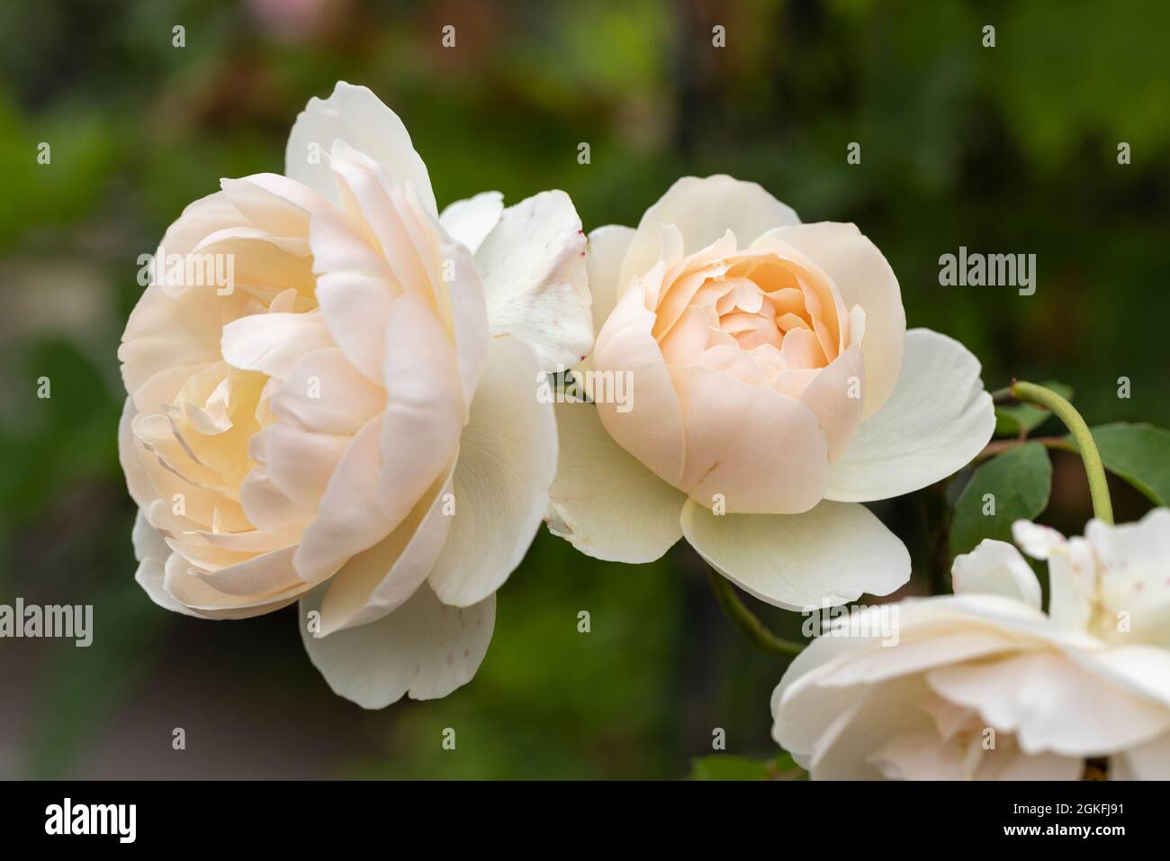 Nahaufnahme einer schönen cremefarbenen Rose namens Rosa Lichfield Angel. Eine englische Strauchrose von David Austin. VEREINIGTES KÖNIGREICH Stockfoto