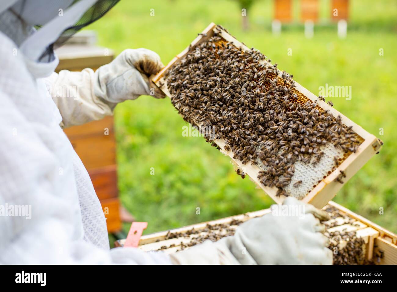 Imker auf einer Imkerei arbeitet Imker mit Bienen und Bienenstöcken am Imkerei-Konzept Stockfoto