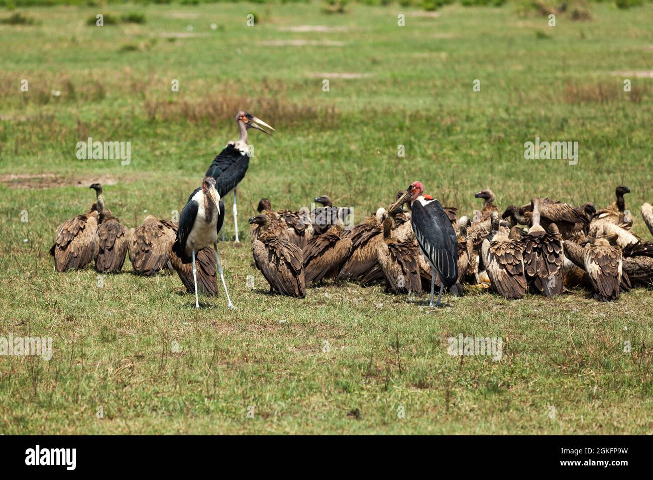 Eine Gruppe von Geiern, die sich von toter Beute ernähren. Queen Elizabeth National Park, Uganda Stockfoto