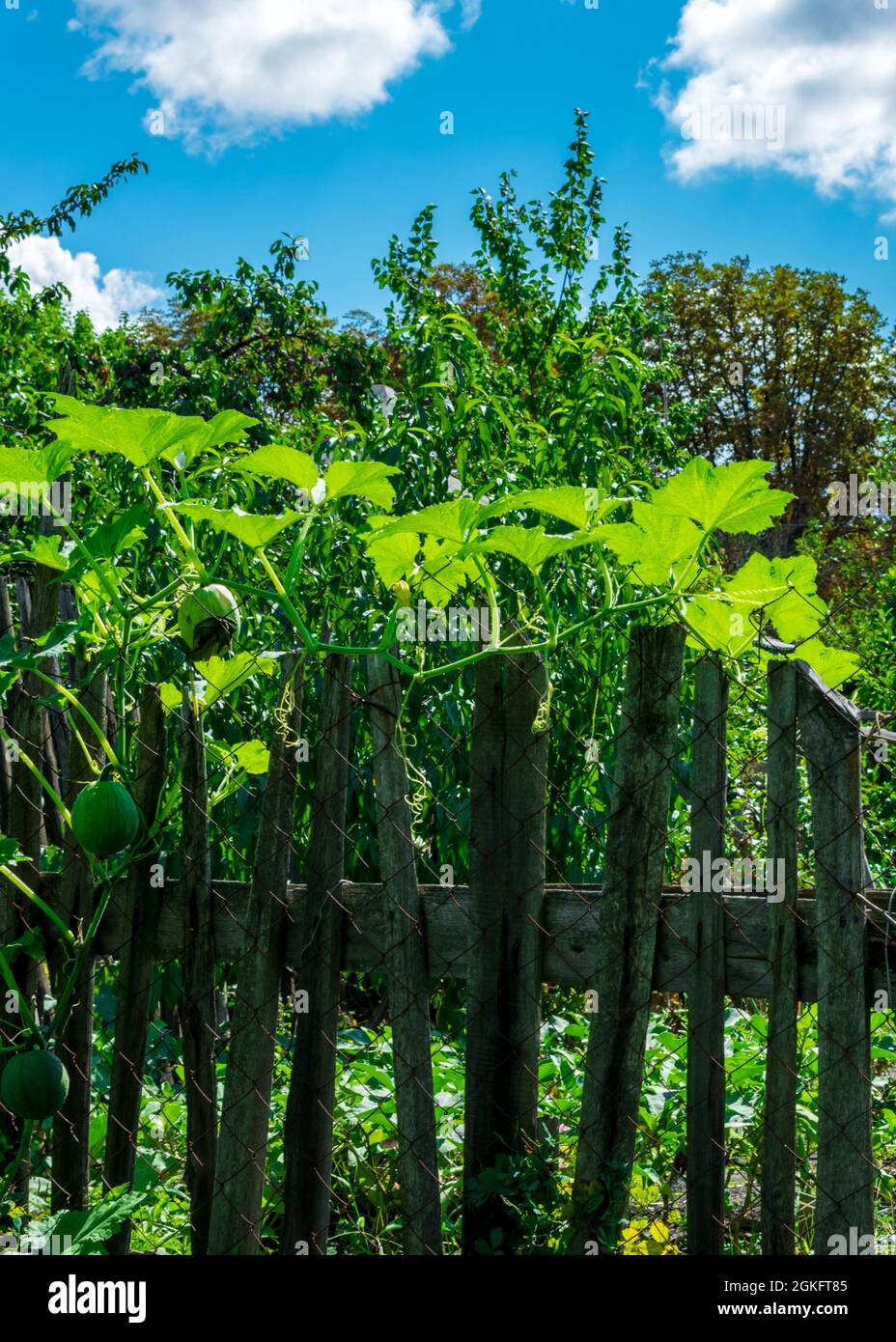 Kleine grüne Kürbisse wachsen auf einer Kürbispflanze im Garten und hängen an einem Holzzaun. Gartenarbeit und Gemüseanbau. Stockfoto