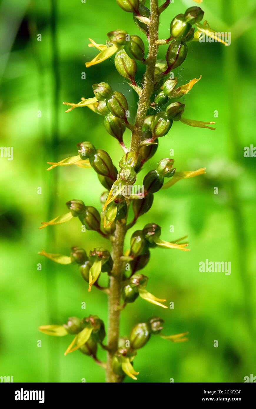 Zweiblatt- oder Eierblatt-Zweiblatt, großes Zweiblatt, Listera ovata, Neottia ovata, békakonty, Ungarn, Magyarország, Europa Stockfoto