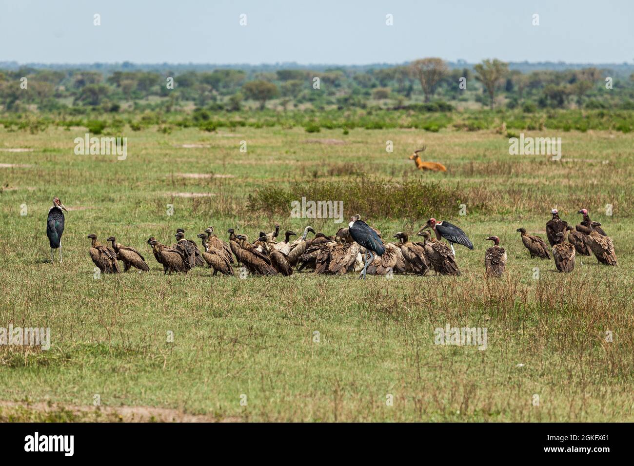 Eine Gruppe von Geiern, die sich von toter Beute ernähren. Queen Elizabeth National Park, Uganda Stockfoto