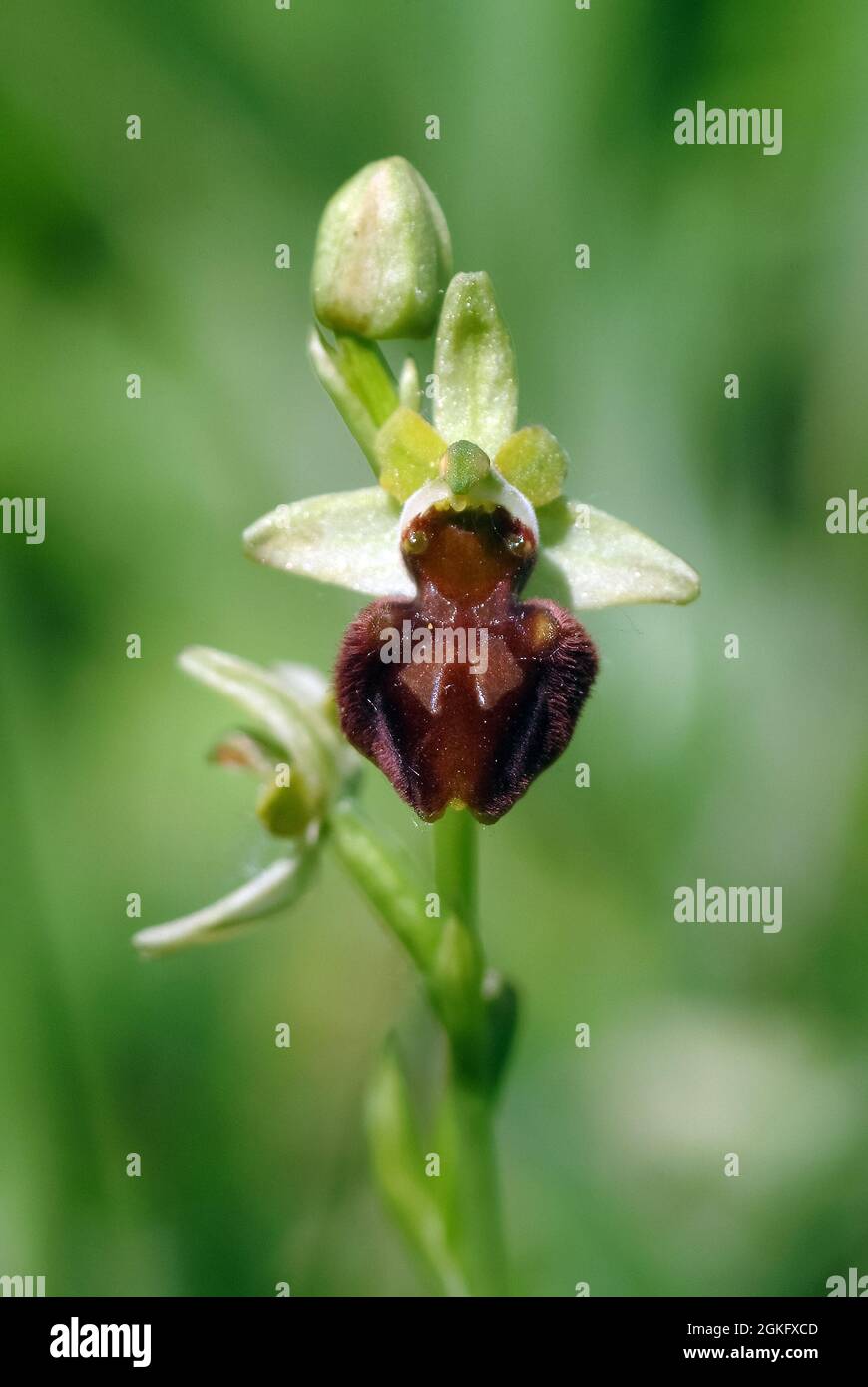 Frühe Spinnen-Orchidee, große Spinnen-Ragwurz, Spinnen-Ragwurz, Ophrys  sphegodes, pókbangó, Ungarn, Magyarország, Europa Stockfotografie - Alamy