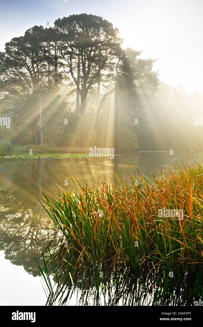 Sonnenstrahlen durch die Bäume und Nebel am Ornamental Lake, auch bekannt als Fishing Lake, am Southampton Common, Hamsphire, England Stockfoto