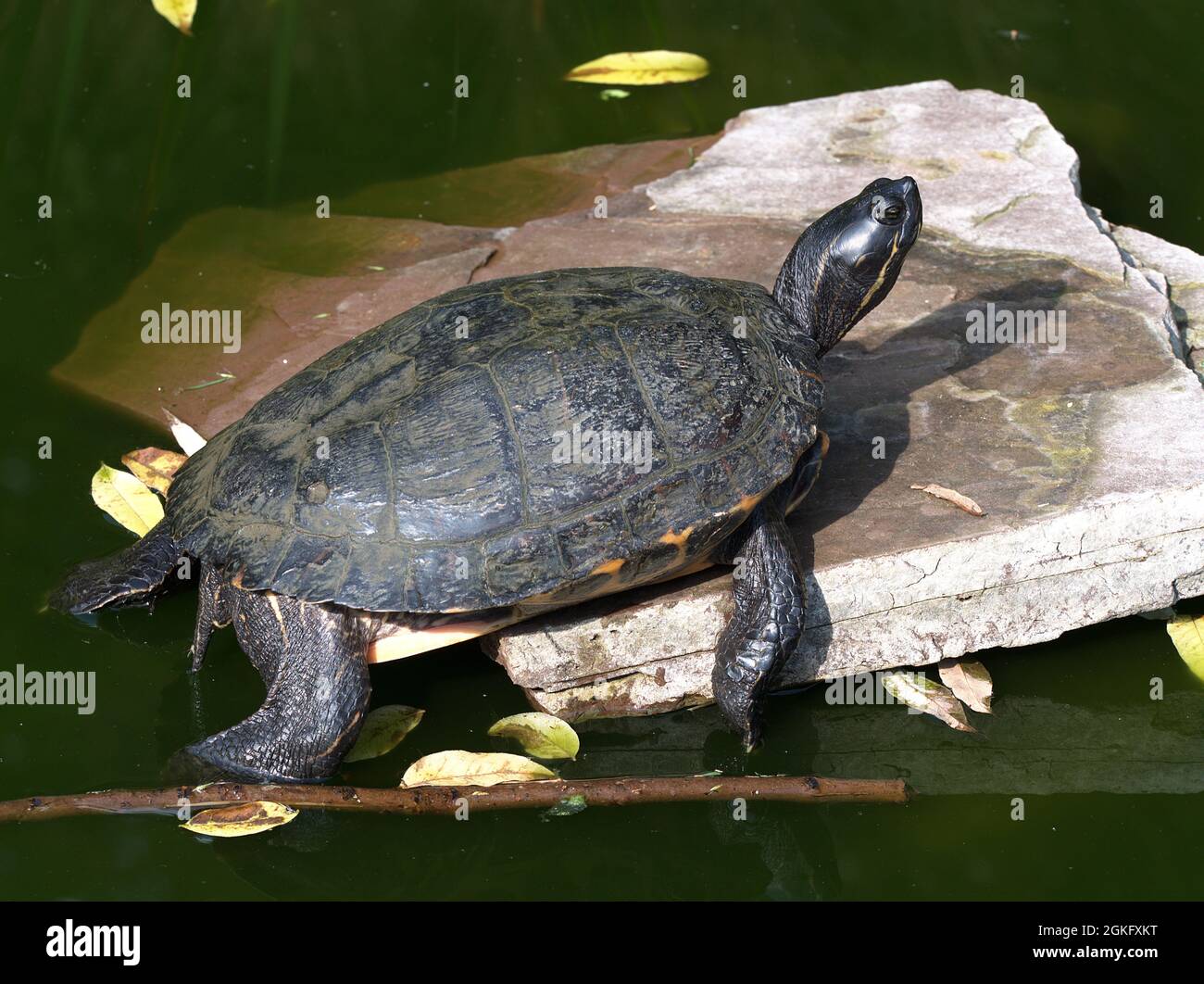 Nahaufnahme einer Schildkröte, die in der Sonne auf einem Stein ruht. Stockfoto