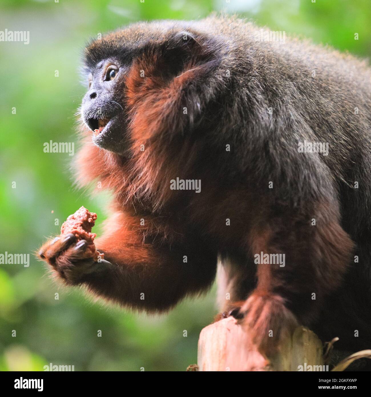 London, Großbritannien. September 2021. Bei der Rainforest Experience des Zoos scheint ein kupferer Titi-Affe vom Regen nicht gestört zu sein, solange das Essen gut ist. Den Tieren im ZSL London Zoo scheint das heutige nasse Wetter nichts auszumachen. Nach einigen heftigen, anhaltenden Regenfällen und Nieselregen wird das Wetter in den nächsten Tagen heller und wärmer werden. Kredit: Imageplotter/Alamy Live Nachrichten Stockfoto