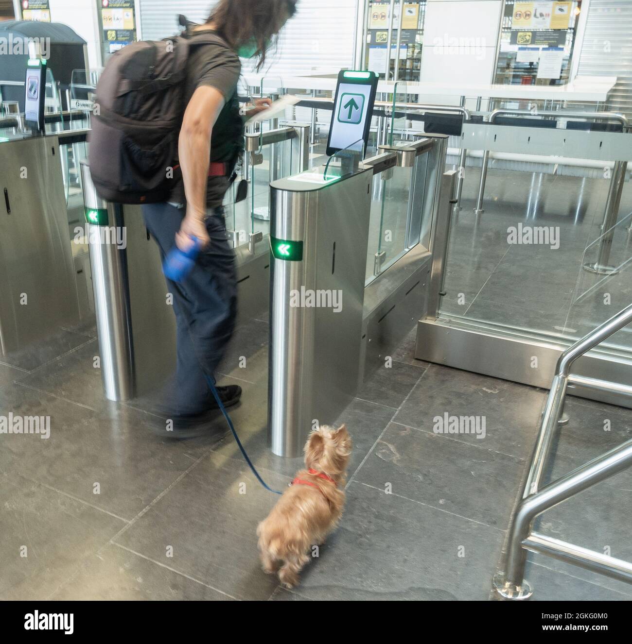 Frau, die mit einem Hund aus Yorkshire Terrier am Flughafen in Spanien vorbei an den Sicherheitstoren reist. Stockfoto