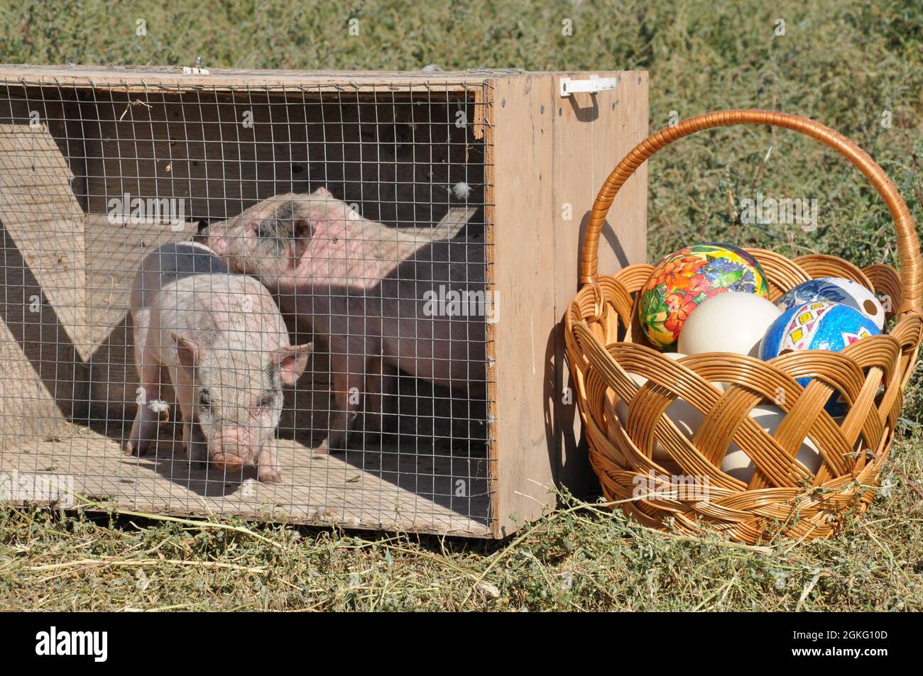 Riesige Straußeneier, die auf traditionelle Osterart in einem großen gewebten Korb im Freien dekoriert sind. Zwei niedliche kleine Schweine im Käfig auf Gras. Ferkel von der Rinderfarm. Stockfoto