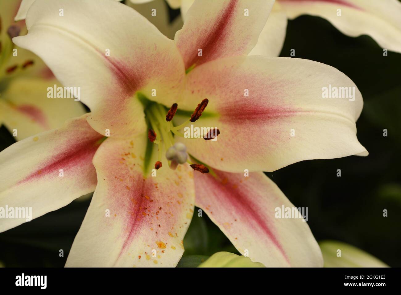 Makrobild der Blütenblätter und Stistillen einer Lilie. Stockfoto