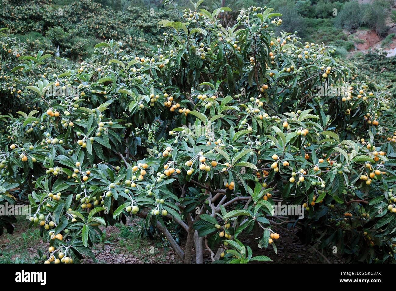 Der große immergrüne Strauch oder Baum des Loquat (Eriobotrya japonica
