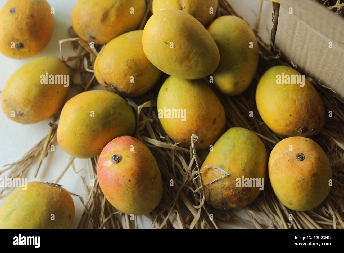 Alphonso Mangos hielten Heu. Sie sind oval und etwa 4 bis 6 Zoll lang. Die Haut ist goldgelb in der Farbe und weithin als die zu sein Stockfoto