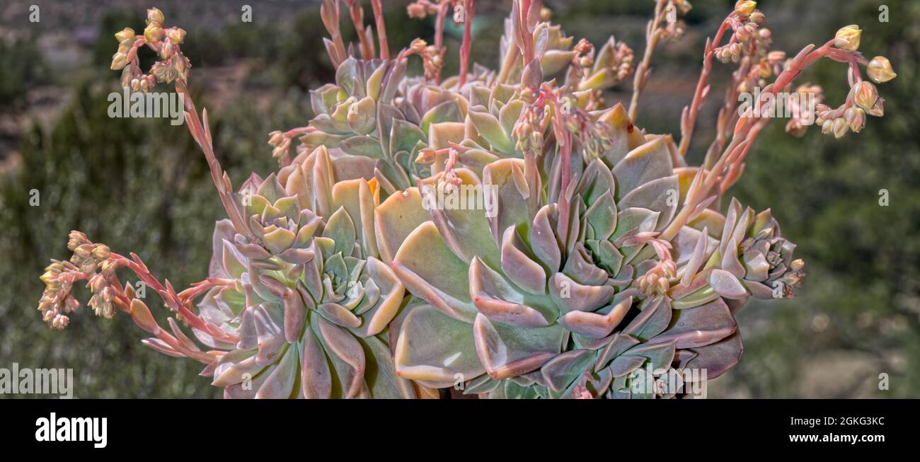 Panorama einer Echeveria Rosea, auch Eisanlage genannt. Dieser ist in der Blüte mit langen Blütenstielen. Es ist in Mittelamerika beheimatet, aber sie sind ein Stockfoto