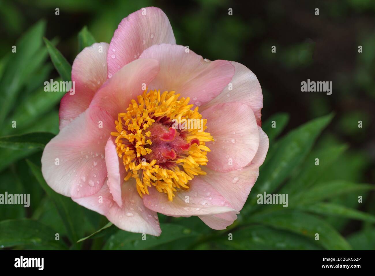 Paeonia Nosegay. Rosafarbene Pfingstrose. Wunderschöne rosa Pfingstrosen im Garten. Horizontales Foto. Stockfoto