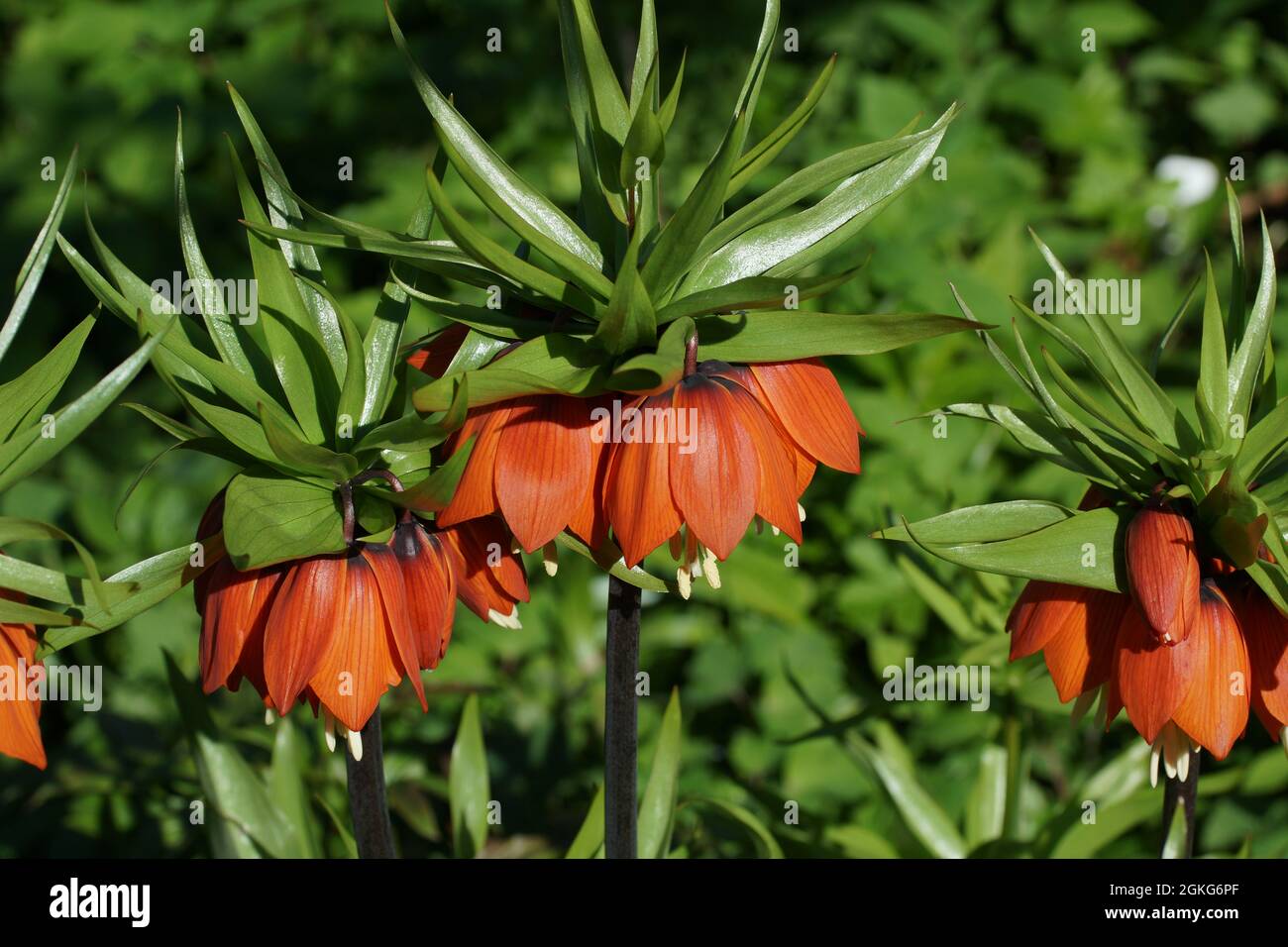 Fritillaria imperialis (Krone kaiserlich, kaiserliche Fritillary oder Kaiserkrone) ist eine Art blühender Pflanze in der Lilienfamilie. Stockfoto